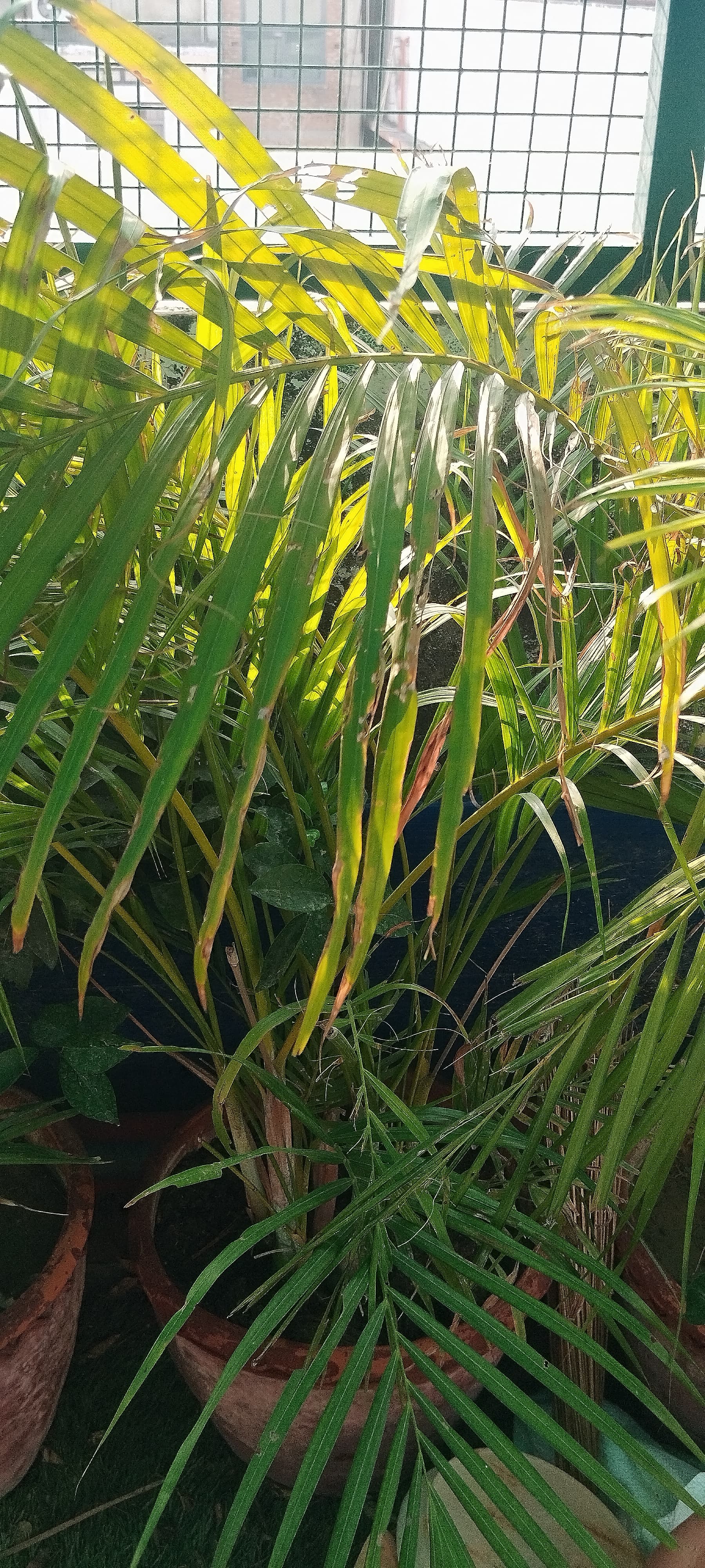 Areca Palm